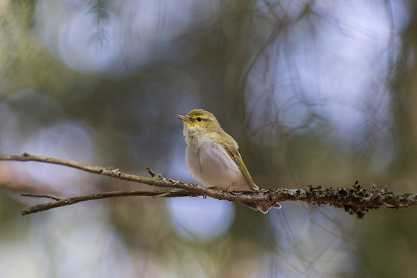 Szymkowiak et al. paper received Editor’s Choice in Oikos journal!