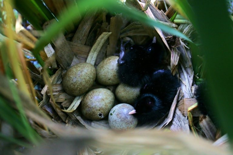 Seminars on Evolution, Ecology & Behaviour