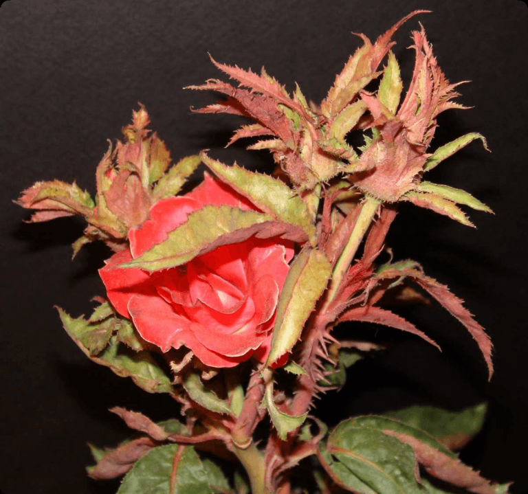 Seminars on Ecology, Evolution & Behaviour