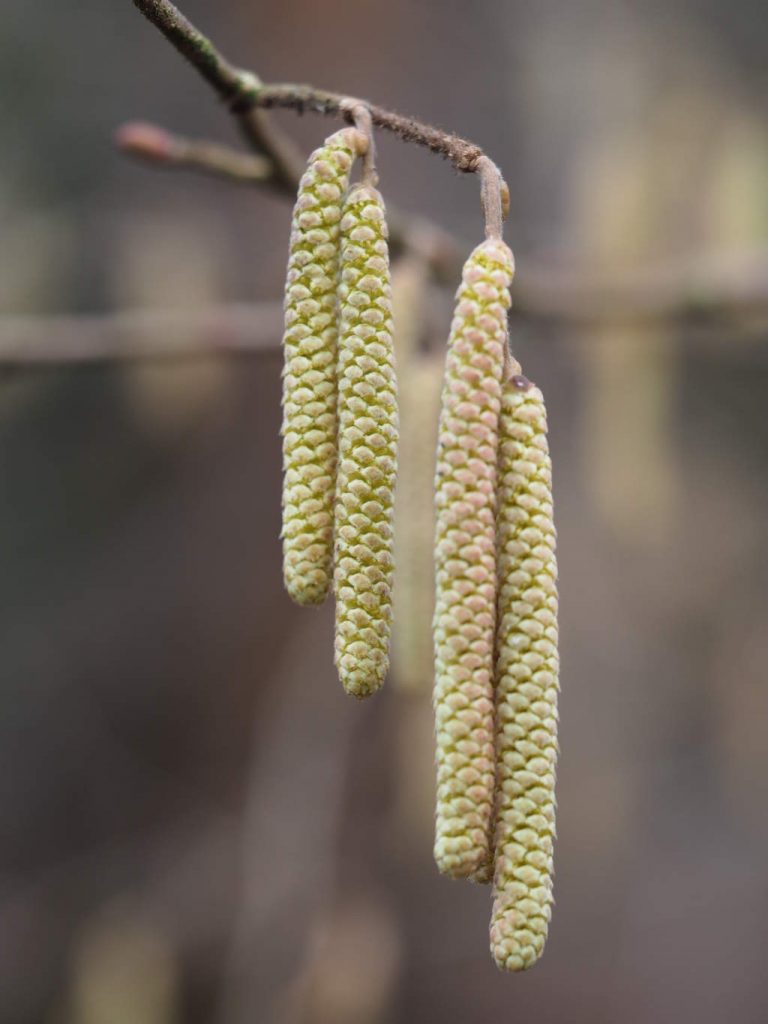 Ogólnopolskie Sympozjum Aerobiologiczne