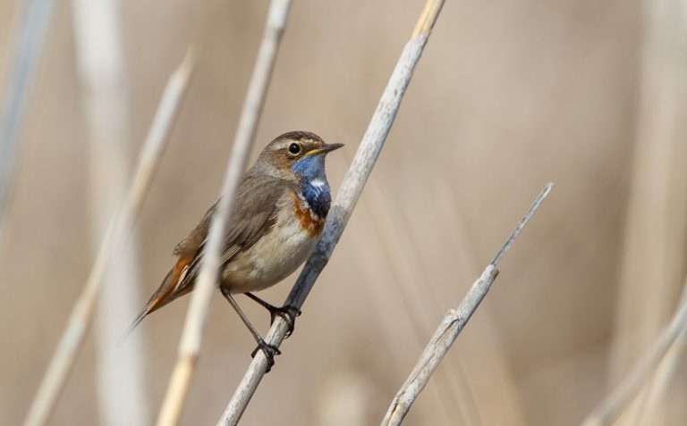 Seminars on Evolution, Ecology & Behaviour