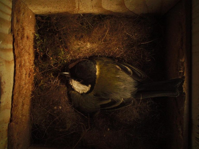 Publication in Scientific Reports: on the importance of illumination in nest site choice in birds
