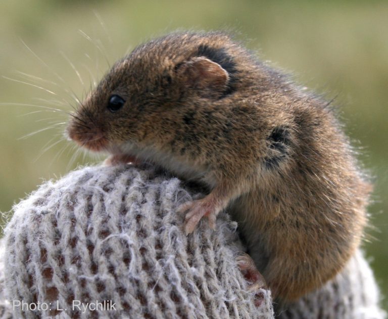 Article in Journal of Mammalian Evolution: Micromys minutus as a model to study the arboreality of extinct eutherians