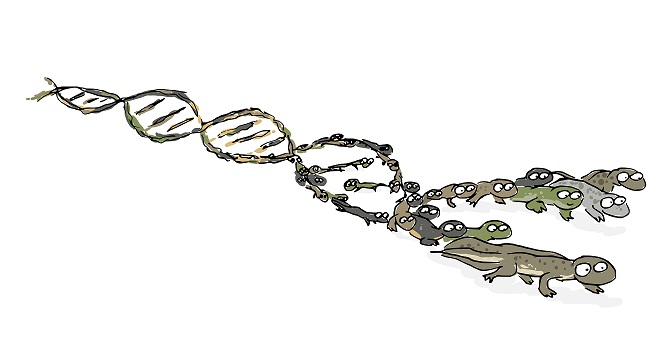 Seminars on Evolution, Ecology & Behaviour