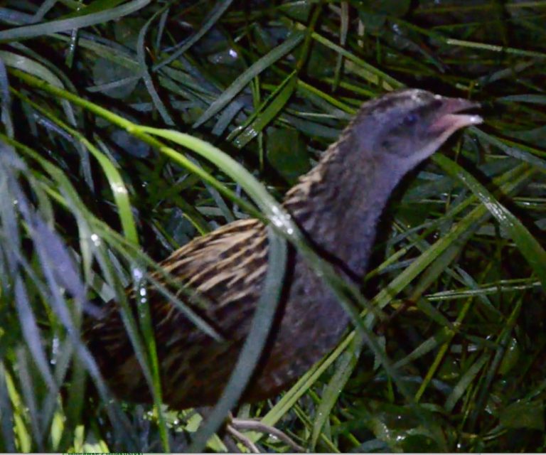 Publication in Journal of Ornithology