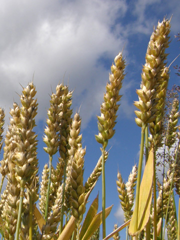 Publikacja w Scientific Reports o zachowaniach roślinożernych roztoczy w obecności czynników dyspersyjnych