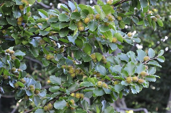 New publication in Ecology