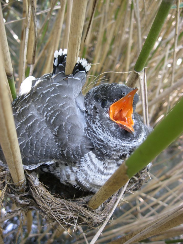 SEMINARS ON EVOLUTION, ECOLOGY & BEHAVIOUR