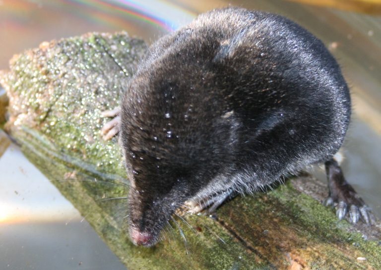 Publication in Frontiers in Zoology, on the toxic properties and composition of venom from the Eurasian water shrew Neomys fodiens