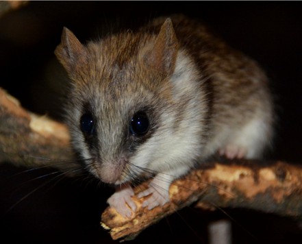Artykuł w Journal of Zoology o nadrzewnym poruszaniu się akacjoszczurów zaroślowych