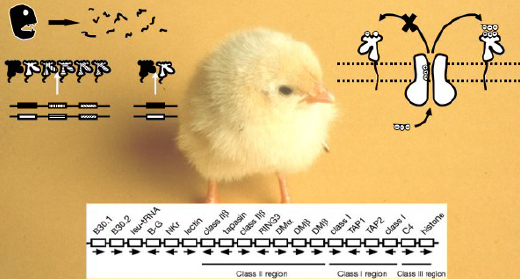 Seminars on Evolution, Ecology & Behaviour
