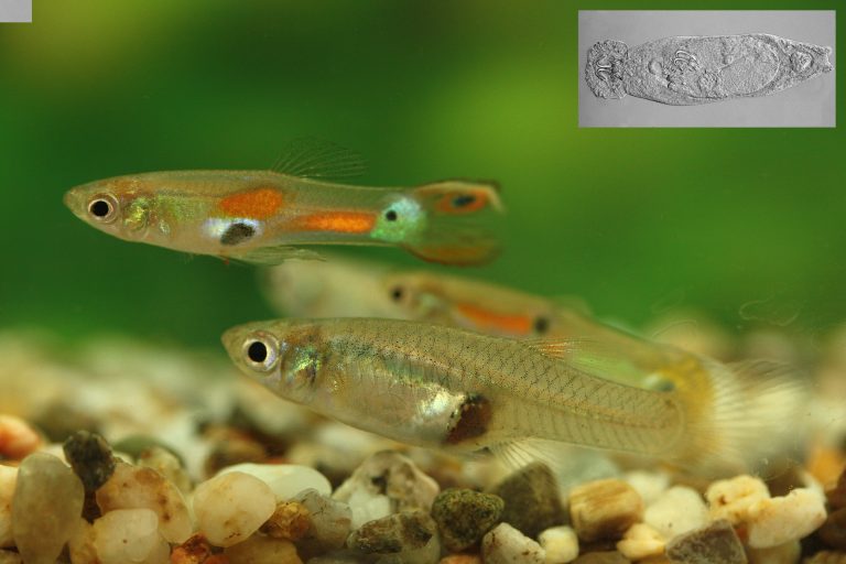 Research of prof. Jacek Radwan team published in PNAS