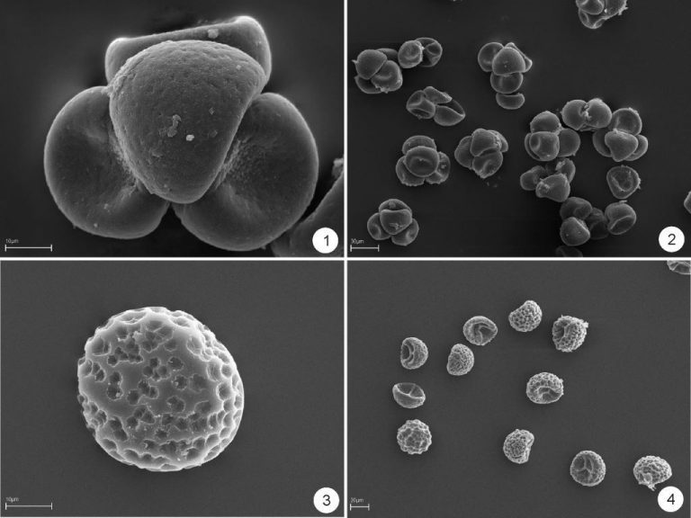 Publication in Review of Palaeobotany and Palynology