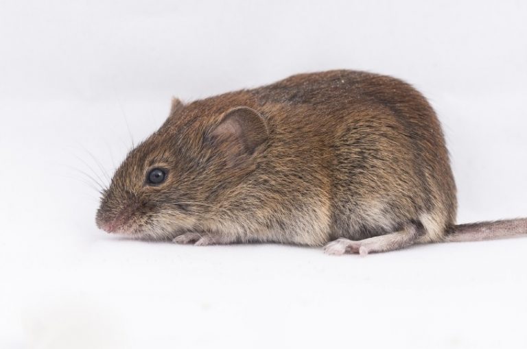 Seminars on Evolution, Ecology & Behaviour