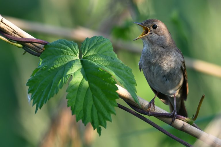 Publication in Journal of Animal Ecology