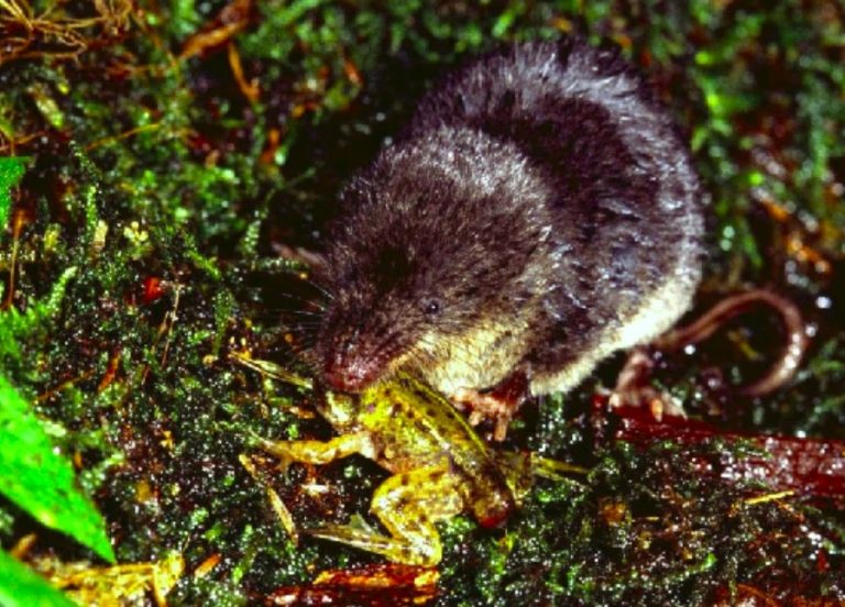 Seminars on Evolution, Ecology & Behaviour