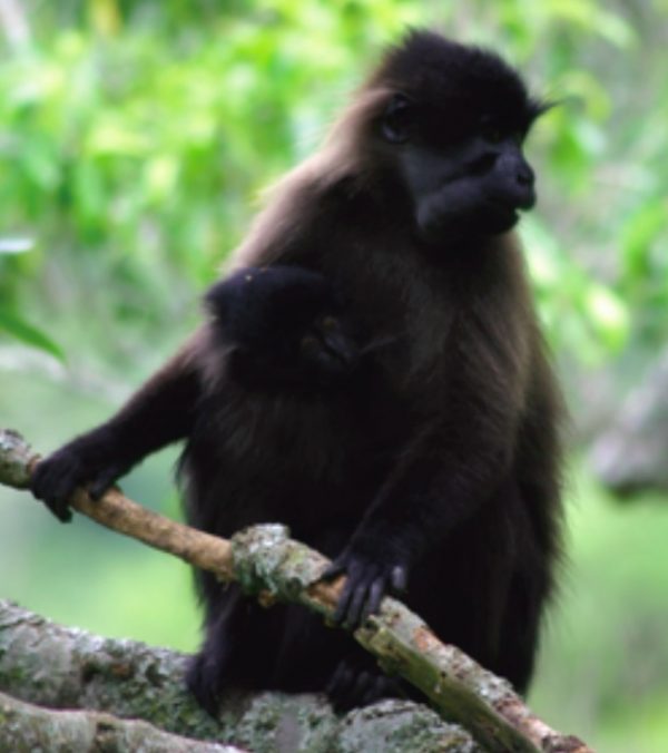 Seminars on Evolution, Ecology & Behaviour