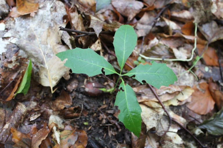 Publication in Journal of Ecology