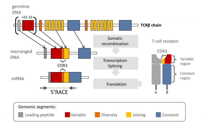 Publication in Scientific Reports authored by members of our Institute: T-cell receptor (TCR) repertoire profiling in non-model species using  high-throughput sequencing