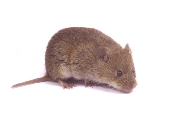 SEMINARS ON EVOLUTION, ECOLOGY & BEHAVIOUR