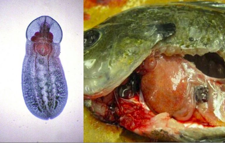 SEMINARS ON EVOLUTION, ECOLOGY & BEHAVIOUR