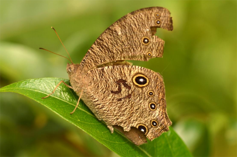 SEMINARS ON EVOLUTION, ECOLOGY & BEHAVIOUR