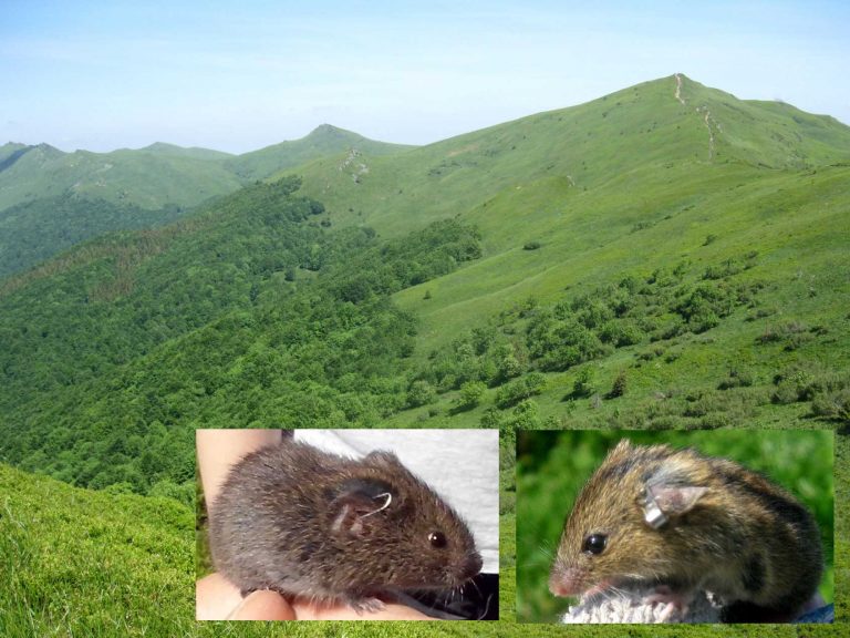 Bujny, zielony górski krajobraz pod czystym niebem. Wstawki przedstawiają dwa małe gryzonie trzymane w dłoni: jeden z ciemnym futrem, a drugi z jaśniejszym brązowym futrem na zielony tle.