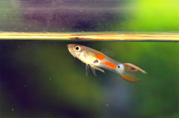 Mały gupik pływa blisko powierzchni wody w akwarium z rozmytym zielonym tłem.