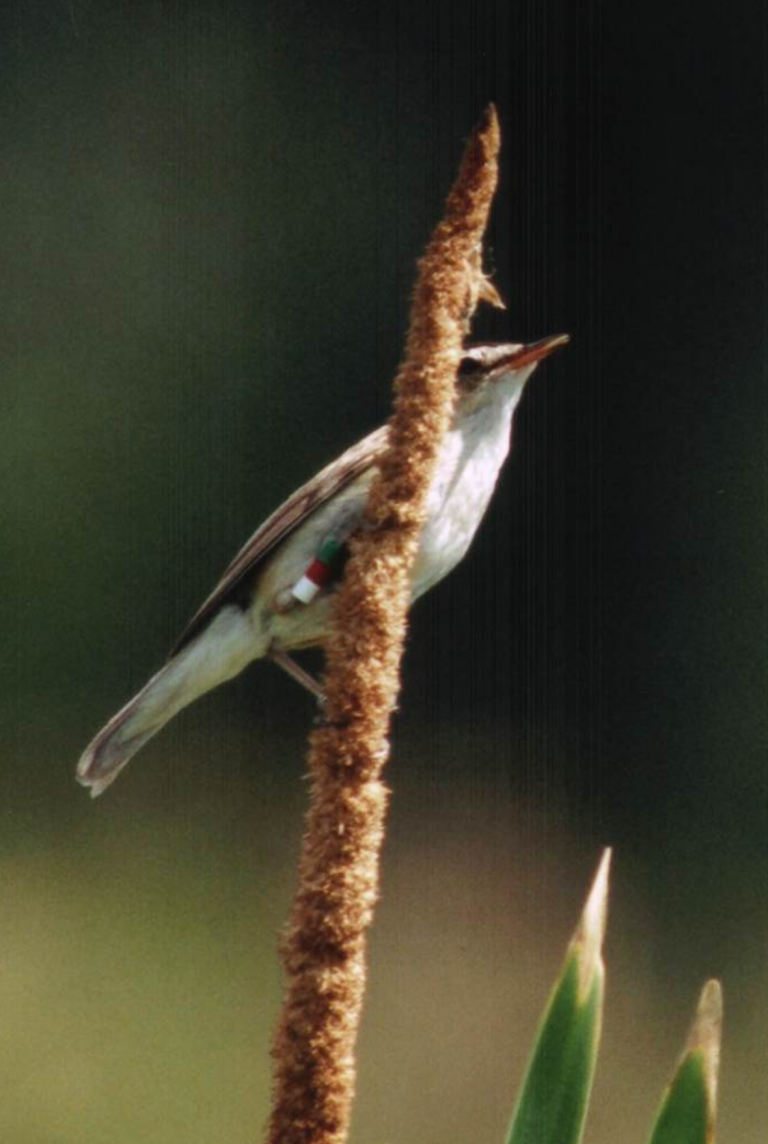 Mały ptak z obrączkami na nodze siedzący na pionowej brązowej trzcinie, z dziobem skierowanym w górę, na rozmytym zielonym tle.