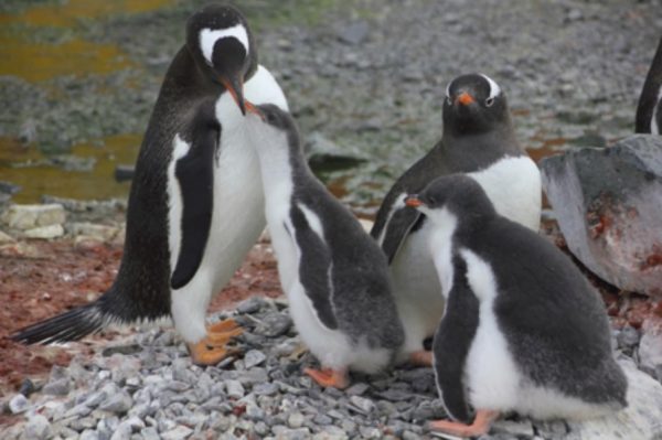 Cztery pingwiny Gentoo stoją na skalistym podłożu; jeden dorosły wydaje się karmić pisklę, podczas gdy inne pisklę stoi w pobliżu. Wszystkie z białymi brzuchami i ciemnymi grzbietami.