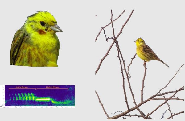 Zbliżenie trznadla, trznadel siedzący na gałęziach i spektrogram śpiewu ptaka są pokazane na jednolitym jasnym tle.