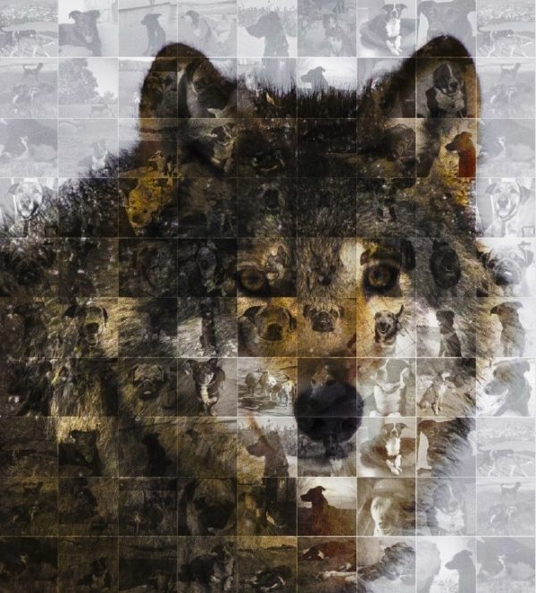 Mozaika przedstawiająca twarz wilka, złożona z wielu mniejszych czarno-białych zdjęć psów, tworząca szczegółowy i artystyczny portret wilka.