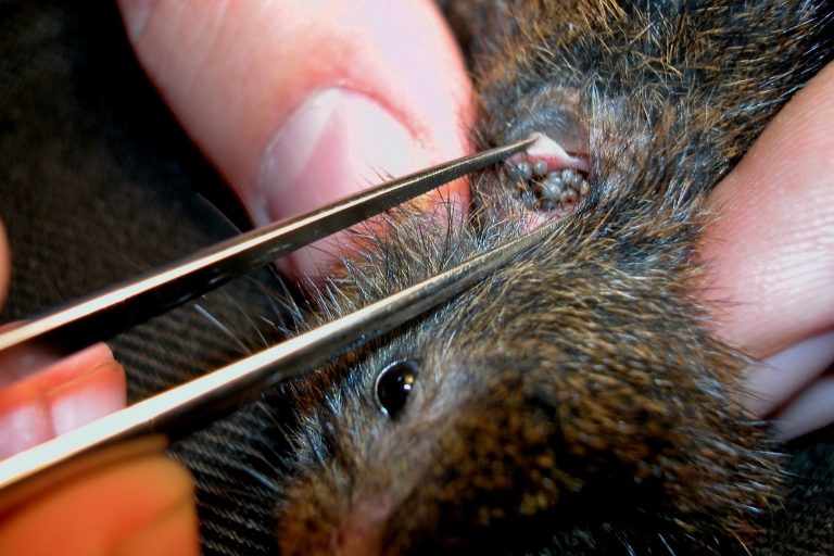 Zbliżenie rąk używających pęsety do usuwania kleszczy z ucha małego, futrzanego zwierzęcia, prawdopodobnie gryzonia. Oko i futro zwierzęcia są wyraźnie widoczne.