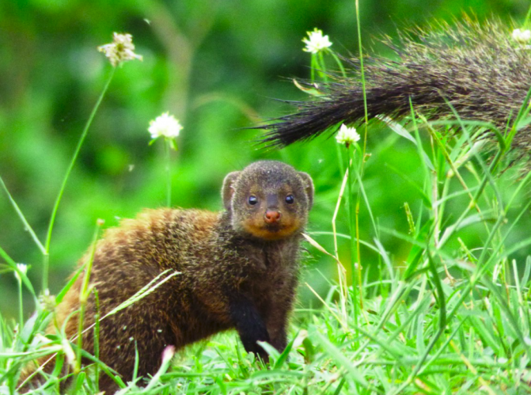 Mała brązowa mangusta stoi w zielonej trawie, patrząc w stronę kamery, z polnymi kwiatami i krzaczastym ogonem zwierzęcia widocznym w tle.