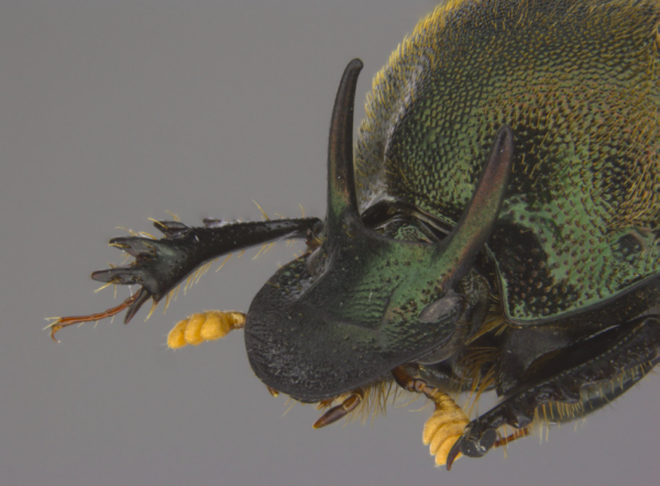 Zbliżenie zielonego chrząszcza z wyraźnymi rogami i teksturowanym egzoszkieletem, ukazujące część jego nóg i głowy na szarym tle.