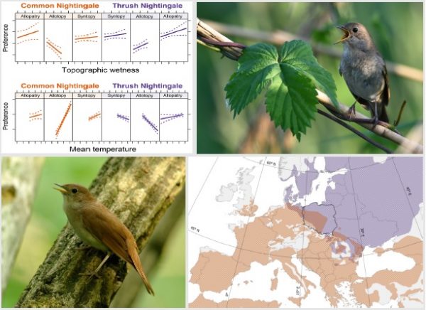 Kolaż przedstawia dwa wykresy porównujące preferencje gatunkowe słowików, zdjęcia dwóch słowików śpiewających na gałęziach oraz mapę ilustrującą ich rozmieszczenie w Europie i zachodniej Azji.