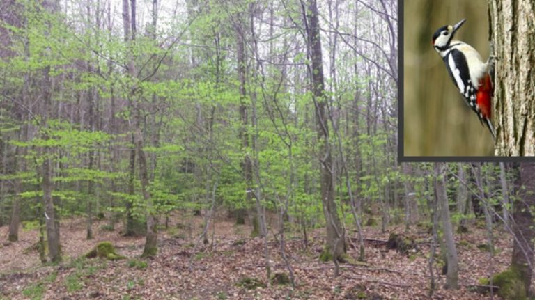 Bujny zielony las z wysokimi drzewami i rzadkim poszyciem. W prawym górnym rogu znajduje się wstawka przedstawiająca dzięcioła na pniu drzewa.