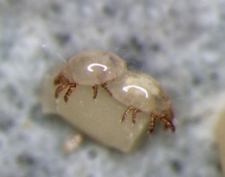 Zbliżenie dwóch roztoczy na beżowej powierzchni.