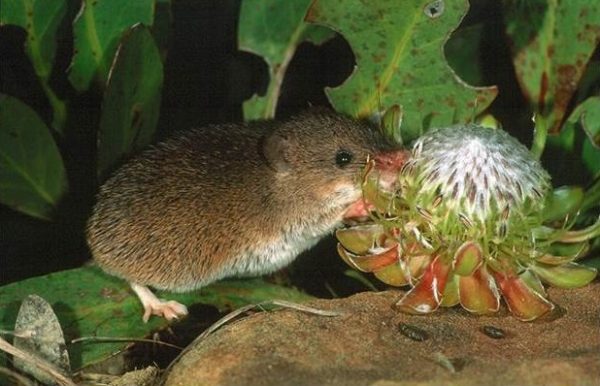 Mały ssak siedzi na skale, skubiąc kwiat z zielonymi liśćmi i białymi płatkami, otoczony dużymi zielonymi liśćmi.