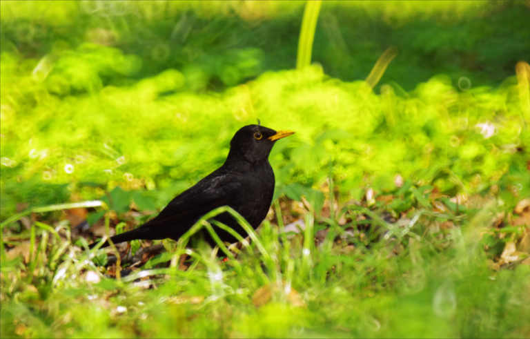 Kos o żółtym dziobie stoi na tle jasnozielonej trawy i liści, otoczony światłem słonecznym i rozmytą zielenią w tle.