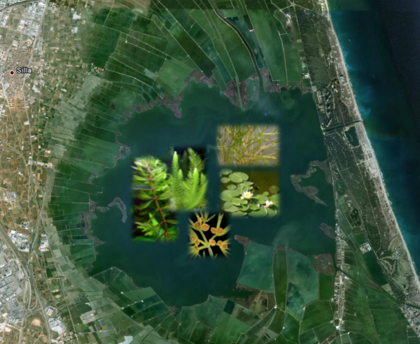 Widok satelitarny dużego przybrzeżnego mokradła z sześcioma obrazami roślin wodnych nałożonymi na środek, pokazującymi różne gatunki roślin wodnych. Miasto Silla jest oznaczone w lewym górnym rogu.