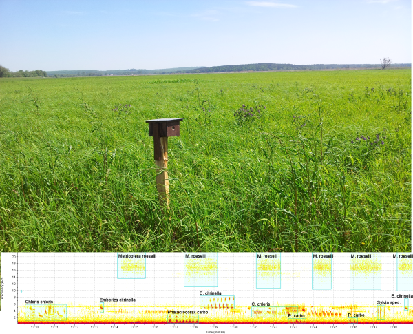 Łąka z urządzeniem rejestrującym dźwięki oraz spektrogram na dole.