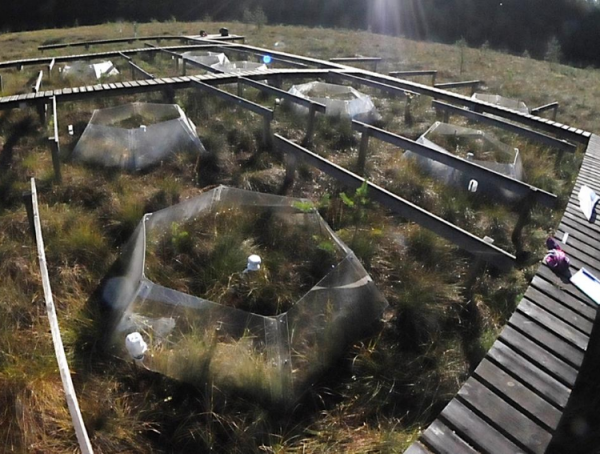 Teren badań na świeżym powietrzu z sześciokątnymi działkami otoczonymi przezroczystymi barierami, trawiastą pokrywą gruntu, podniesionymi drewnianymi chodnikami i sprzętem naukowym umieszczonym wewnątrz niektórych działek w jasnym świetle dziennym.