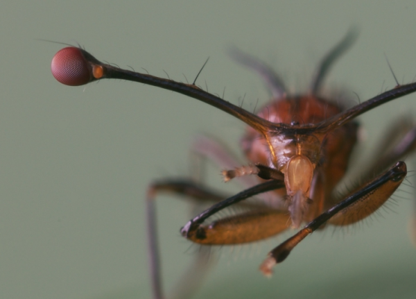 Twarz i czułki owada w zbliżeniu na rozmytym tle.