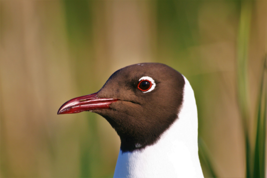 Zbliżenie mewy śmieszki z ciemnobrązową głową, białą szyją i czerwonym dziobem, na rozmytym zielonym tle.