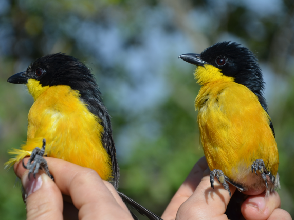 Dwa małe ptaki o żywych żółtych klatkach piersiowych i czarnych głowach są delikatnie trzymane w ludzkich rękach. Tło jest miękkim rozmyciem zieleni i błękitu, sugerującym plener.