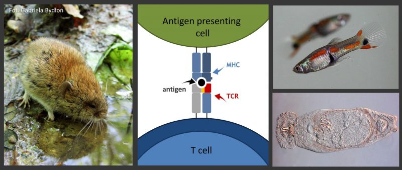 Kolaż czterech obrazów: brązowy ssak w pobliżu wody, diagram przedstawiający prezentację antygenu limfocytowi T, mała ryba z kolorowymi płetwami oraz szary organizm przypominający płazińca, widziany pod mikroskopem.