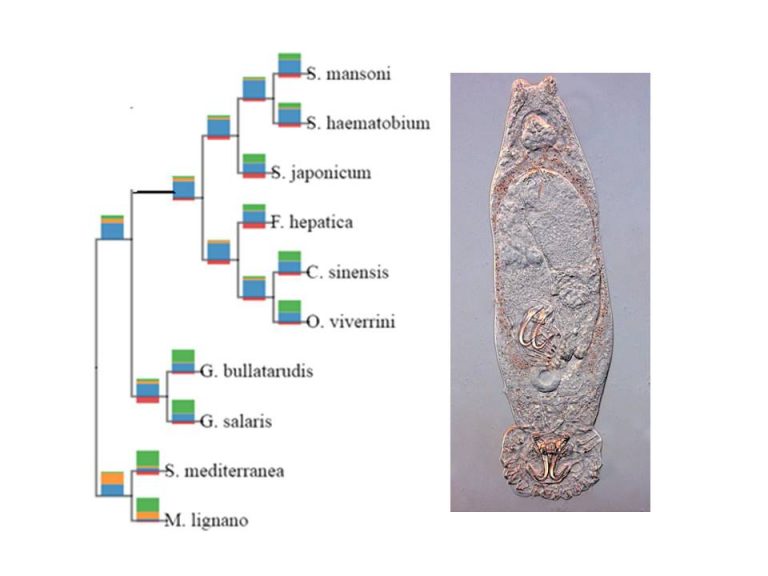 Wykres filogenezy i zdjęcie pasożyta pod mikroskopem.