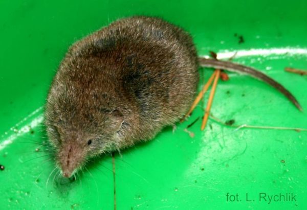 Zębiełek Crocidura russula na zielonym tle.