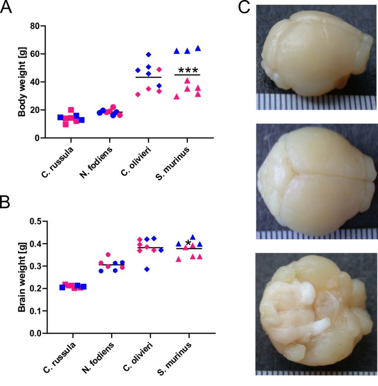 Wykres przedstawia wagę ciała i mózgu małych ssaków. Obok zdjęcia mózgu.